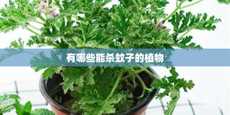 有哪些能杀蚊子的植物