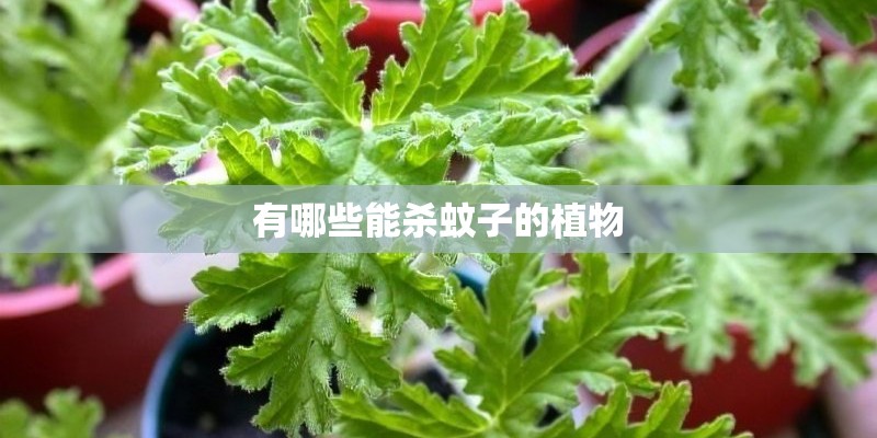 有哪些能杀蚊子的植物