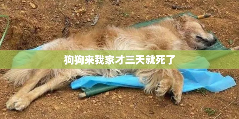 狗狗来我家才三天就死了