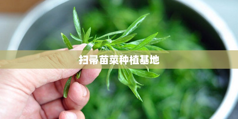 扫帚苗菜种植基地