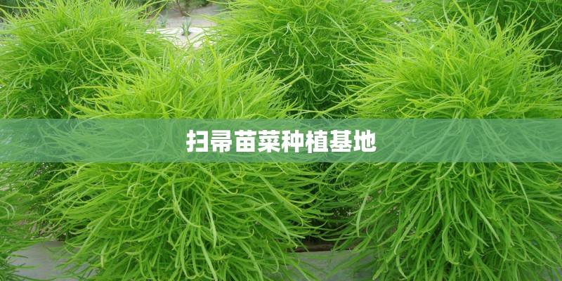 扫帚苗菜种植基地 扫帚苗菜种植基地
