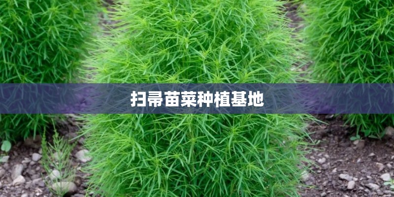 扫帚苗菜种植基地 扫帚苗菜种植基地