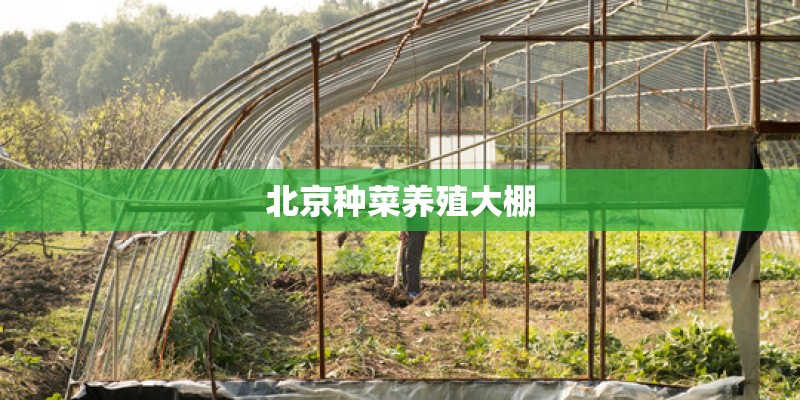 北京种菜养殖大棚 北京种菜养殖大棚