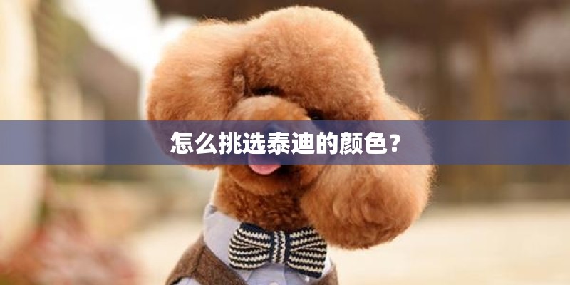 怎么挑选泰迪的颜色？