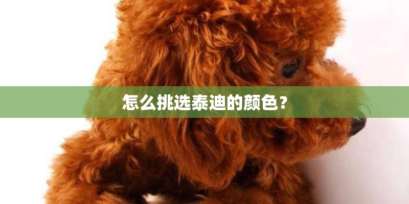 怎么挑选泰迪的颜色？