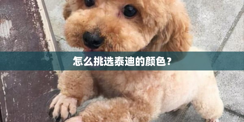 怎么挑选泰迪的颜色？