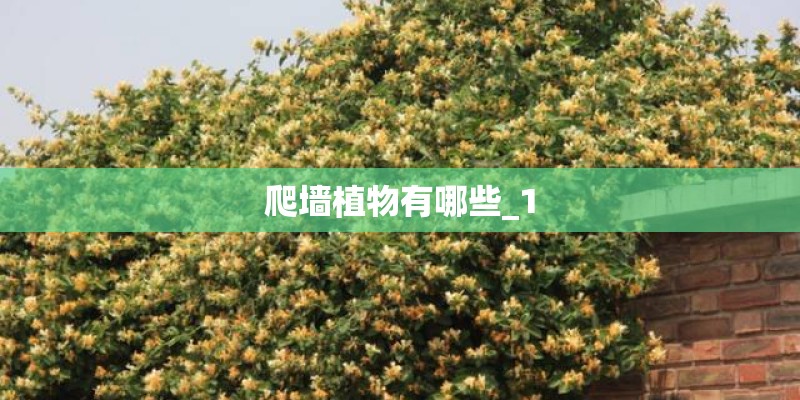 爬墙植物有哪些_1