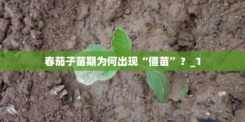 春茄子苗期为何出现“僵苗”?_1 春茄子苗期为何出现“僵苗”?_1