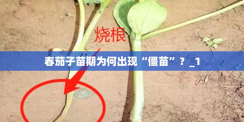 春茄子苗期为何出现“僵苗”?_1 春茄子苗期为何出现“僵苗”?_1
