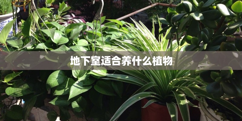 地下室适合养什么植物