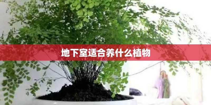 地下室适合养什么植物