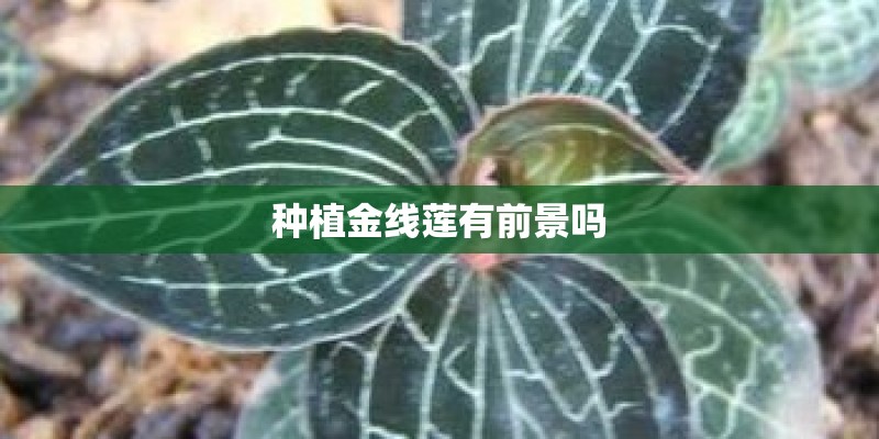 种植金线莲有前景吗 种植金线莲有前景吗