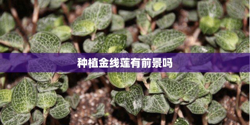 种植金线莲有前景吗 种植金线莲有前景吗