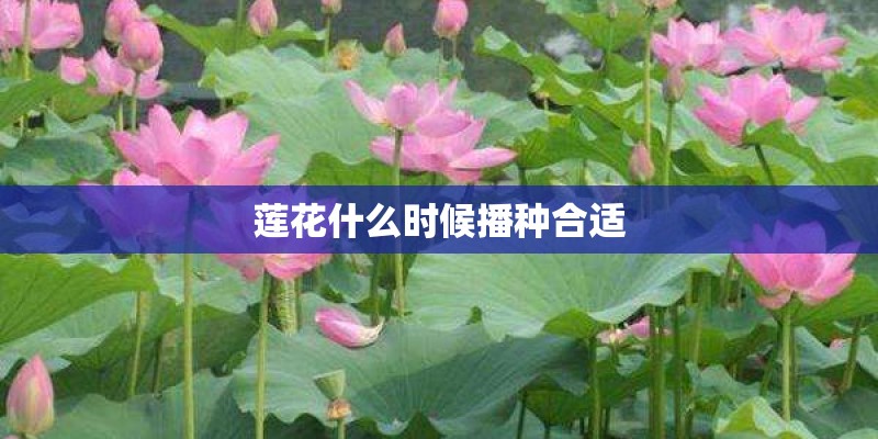莲花什么时候播种合适 莲花什么时候播种合适
