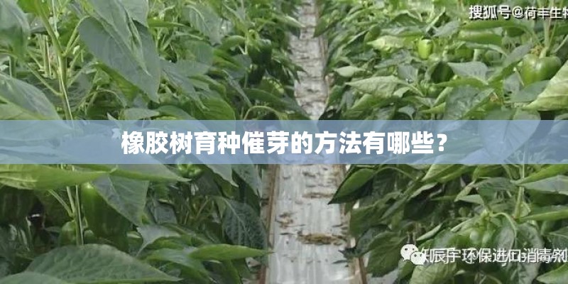 橡胶树育种催芽的方法有哪些？