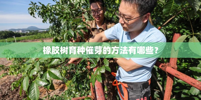 橡胶树育种催芽的方法有哪些？