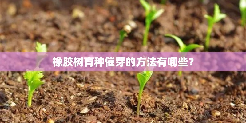 橡胶树育种催芽的方法有哪些？