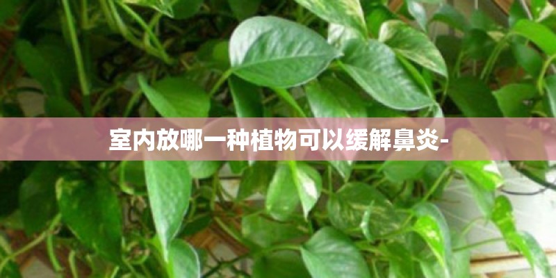 室内放哪一种植物可以缓解鼻炎-