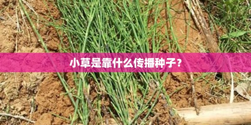 小草是靠什么传播种子？