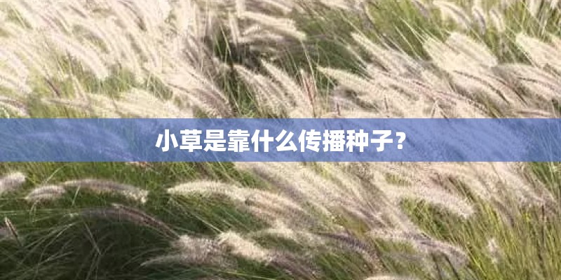 小草是靠什么传播种子? 小草是靠什么传播种子?