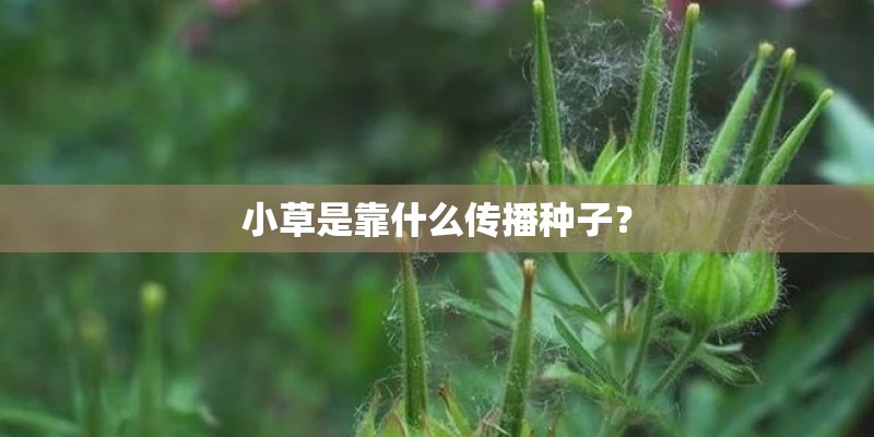 小草是靠什么传播种子? 小草是靠什么传播种子?