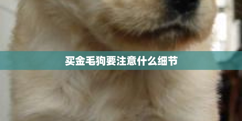 买金毛狗要注意什么细节