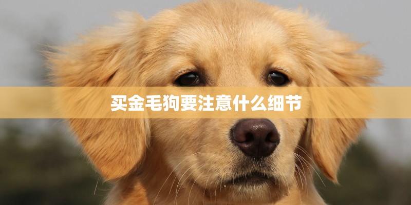买金毛狗要注意什么细节
