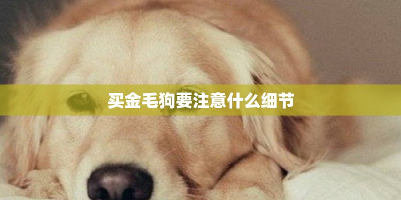 买金毛狗要注意什么细节
