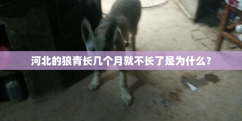 河北的狼青长几个月就不长了是为什么？
