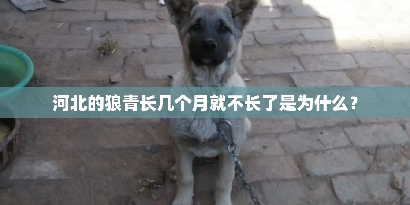 河北的狼青长几个月就不长了是为什么? 河北的狼青长几个月就不长了是为什么?