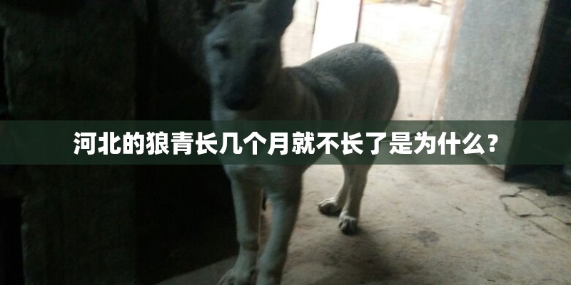 河北的狼青长几个月就不长了是为什么? 河北的狼青长几个月就不长了是为什么?