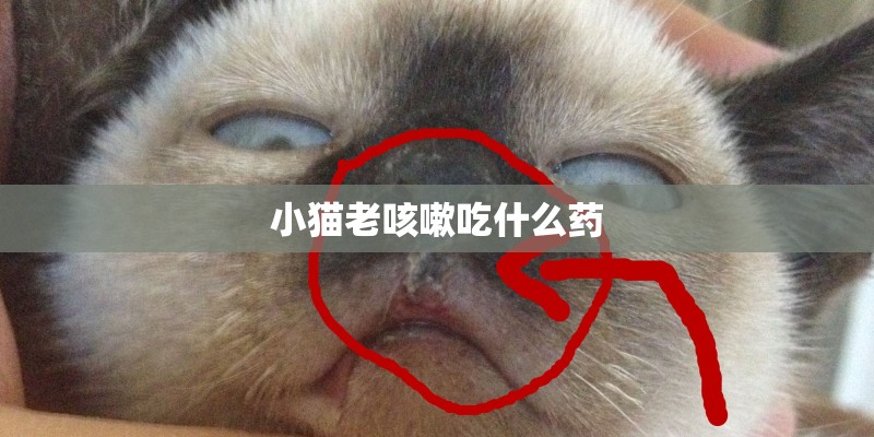 小猫老咳嗽吃什么药
