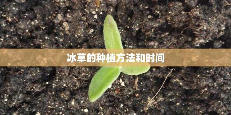 冰草的种植方法和时间