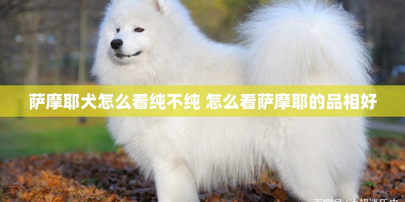 萨摩耶犬怎么看纯不纯 怎么看萨摩耶的品相好