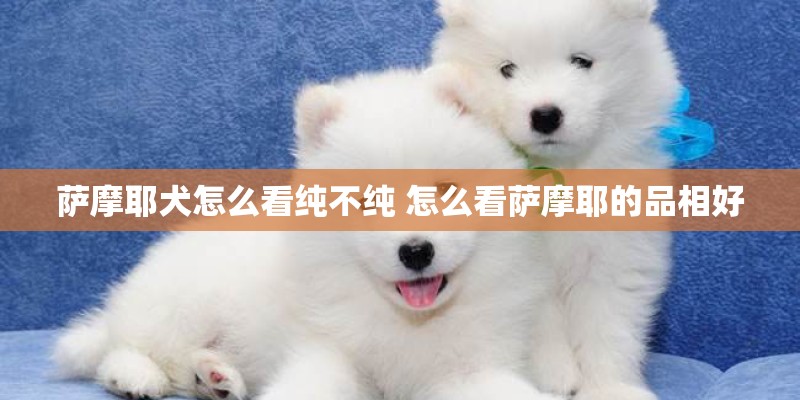 萨摩耶犬怎么看纯不纯 怎么看萨摩耶的品相好