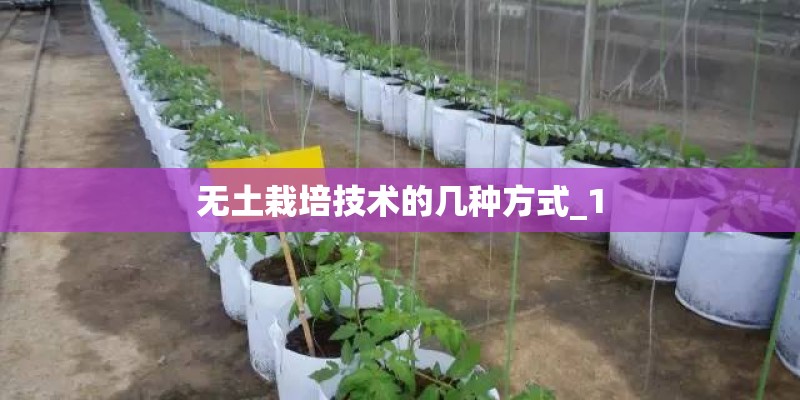 陕西宝鸡适合种植秋葵吗 陕西宝鸡适合种植秋葵吗
