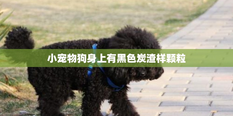 橙子树苗如何栽培及管理