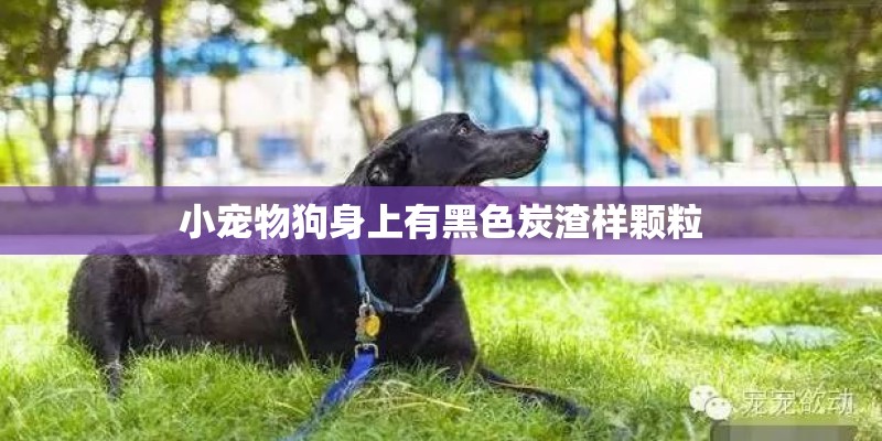 小宠物狗身上有黑色炭渣样颗粒