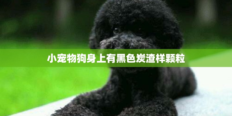 小宠物狗身上有黑色炭渣样颗粒