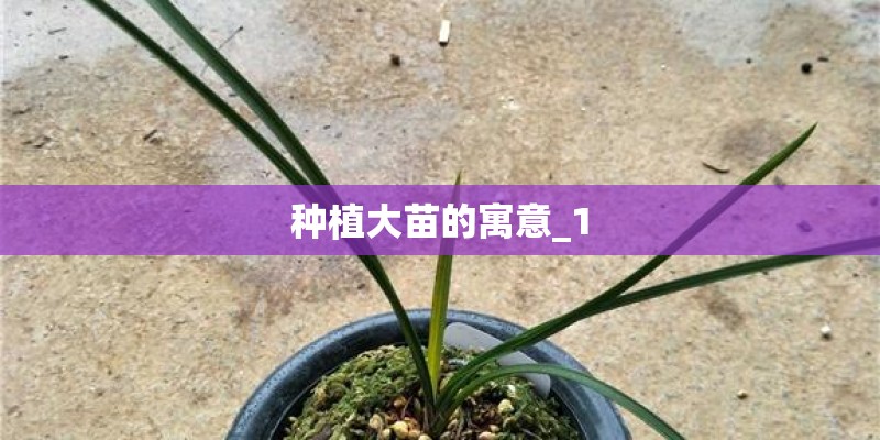 种植大苗的寓意_1