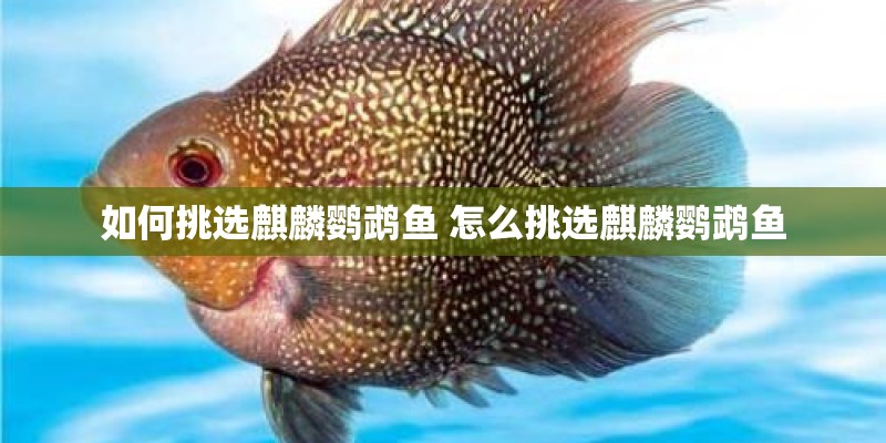如何挑选麒麟鹦鹉鱼 怎么挑选麒麟鹦鹉鱼 如何挑选麒麟鹦鹉鱼 怎么挑选麒麟鹦鹉鱼