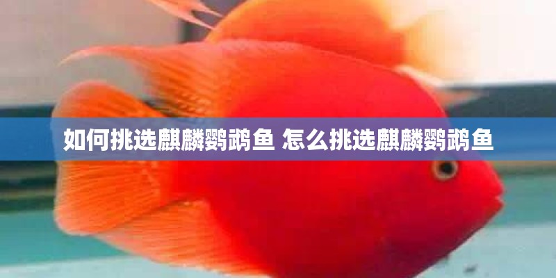 如何挑选麒麟鹦鹉鱼 怎么挑选麒麟鹦鹉鱼 如何挑选麒麟鹦鹉鱼 怎么挑选麒麟鹦鹉鱼