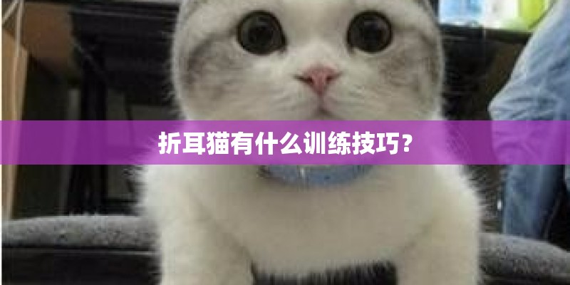 折耳猫有什么训练技巧？