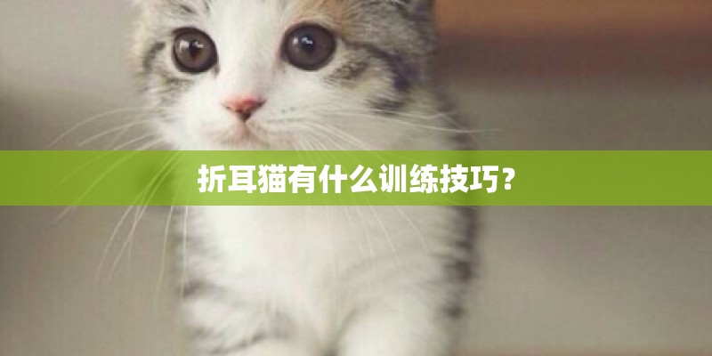 折耳猫有什么训练技巧？