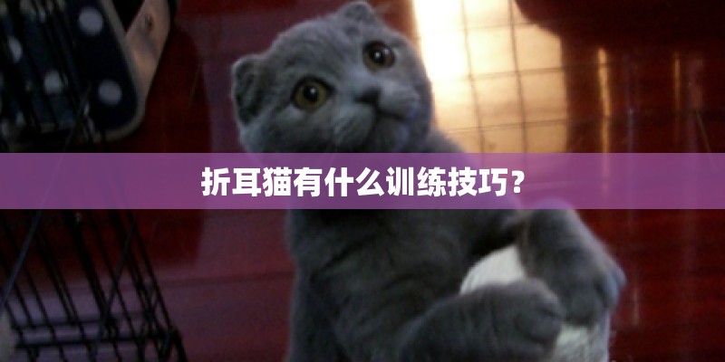 折耳猫有什么训练技巧？