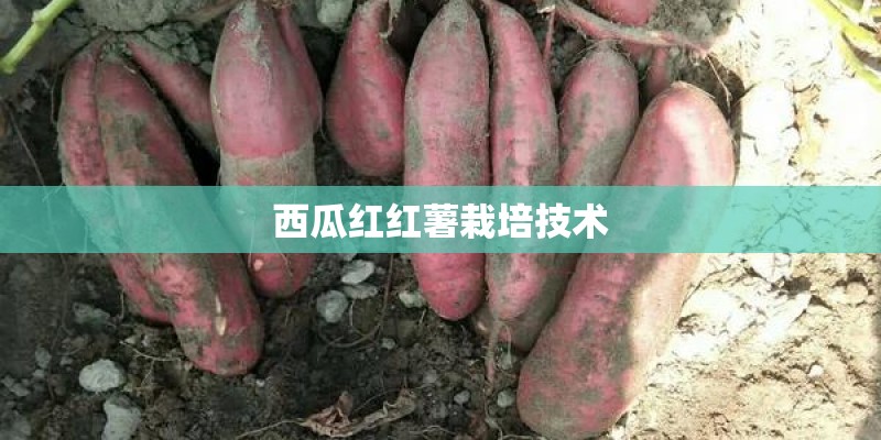 西瓜红红薯栽培技术