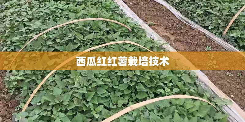 西瓜红红薯栽培技术
