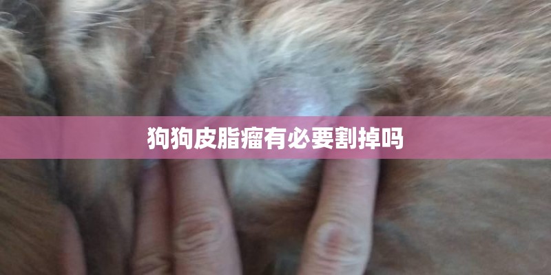 狗狗皮脂瘤有必要割掉吗