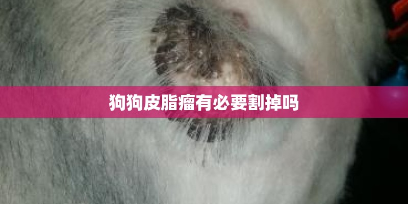 狗狗皮脂瘤有必要割掉吗 狗狗皮脂瘤有必要割掉吗