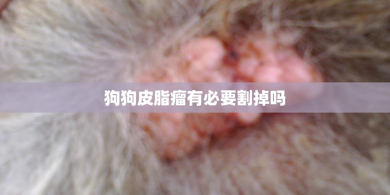 狗狗皮脂瘤有必要割掉吗 狗狗皮脂瘤有必要割掉吗